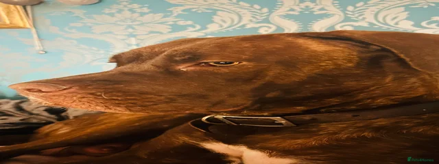 Nova