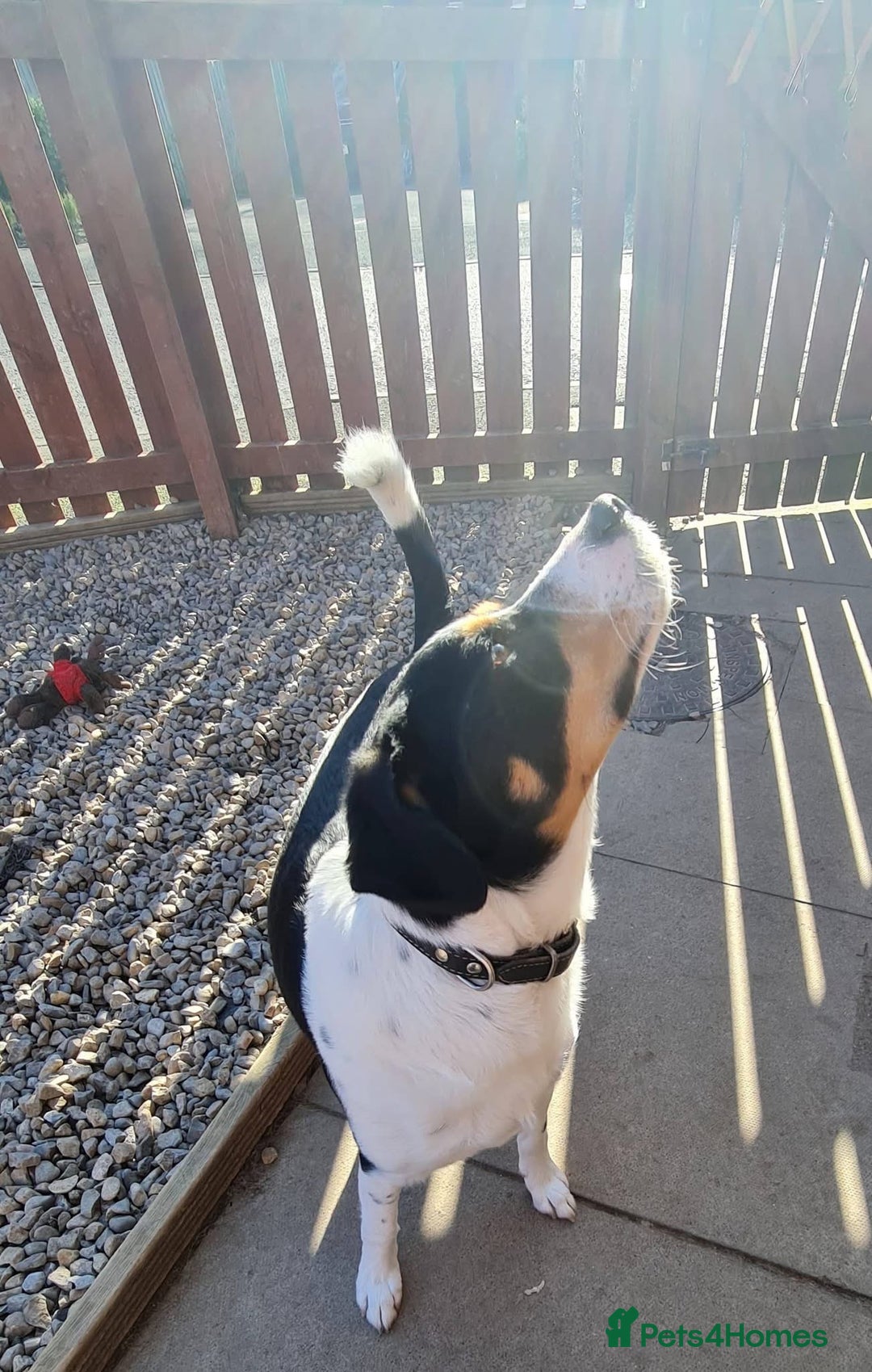 Mixed Breed dogs for adoption: Buddy 5 years old  - Advert 5