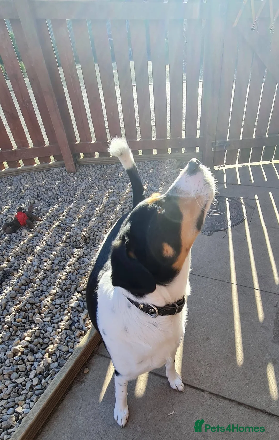 Mixed Breed dogs for adoption: Buddy 5 years old  - Advert 5