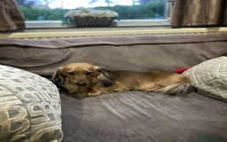 Miniature Dachshund dogs for sale: Top Show Quality KC Miniature Dachshund Puppies - Image 15