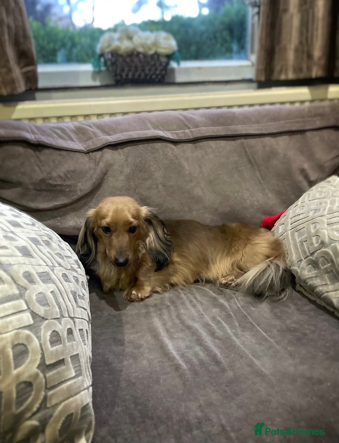 Miniature Dachshund dogs for sale: Top Show Quality KC Miniature Dachshund Puppies - Image 15