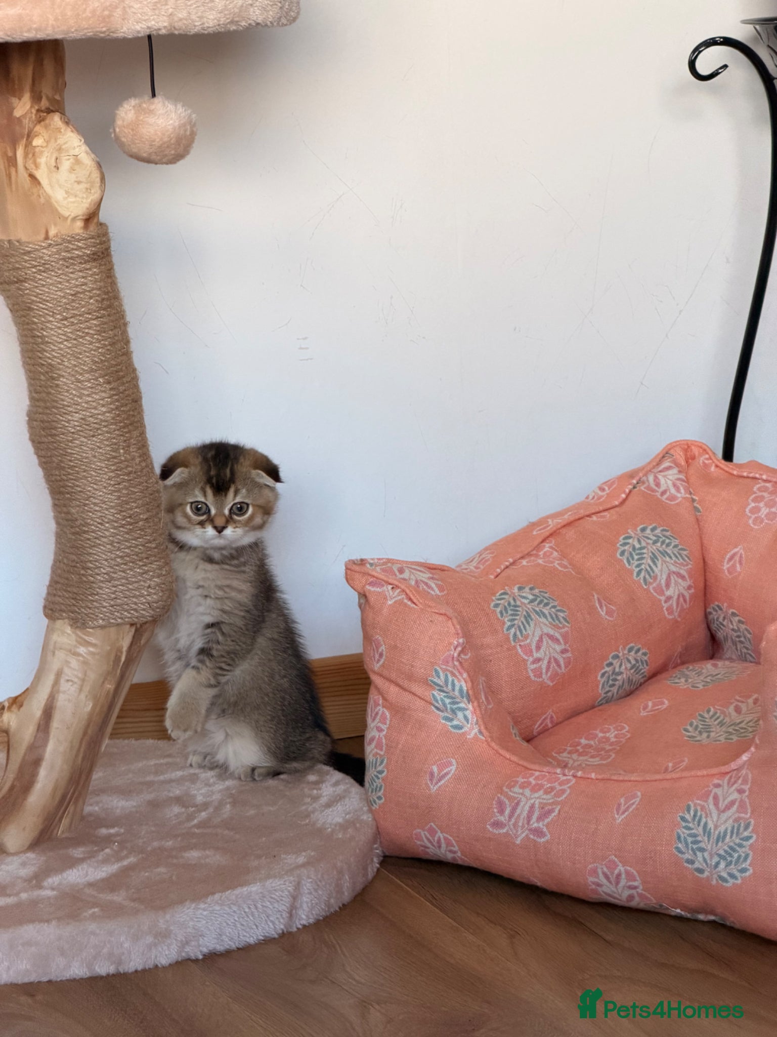 Scottish Fold cats Beautiful pedigree Scottish fold kittens - Advert 4