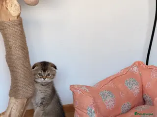 Scottish Fold cats Beautiful pedigree Scottish fold kittens - Advert 1