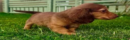 Miniature Dachshund dogs for sale: Red long hair miniature daschund puppies - Advert 6