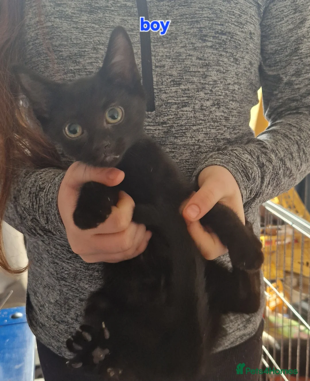 Mixed Breed cats for sale: Beautiful kittens ready for forever home - Advert 7