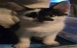 Mixed Breed cats for sale: 5 kittens for sale - Image 2