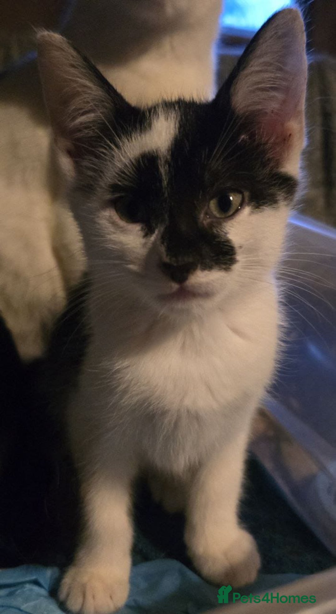 Mixed Breed cats for sale: 5 kittens for sale - Image 2