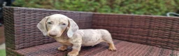 Miniature Dachshund dogs for sale:  Beautiful Mini dachshund   - Advert 18