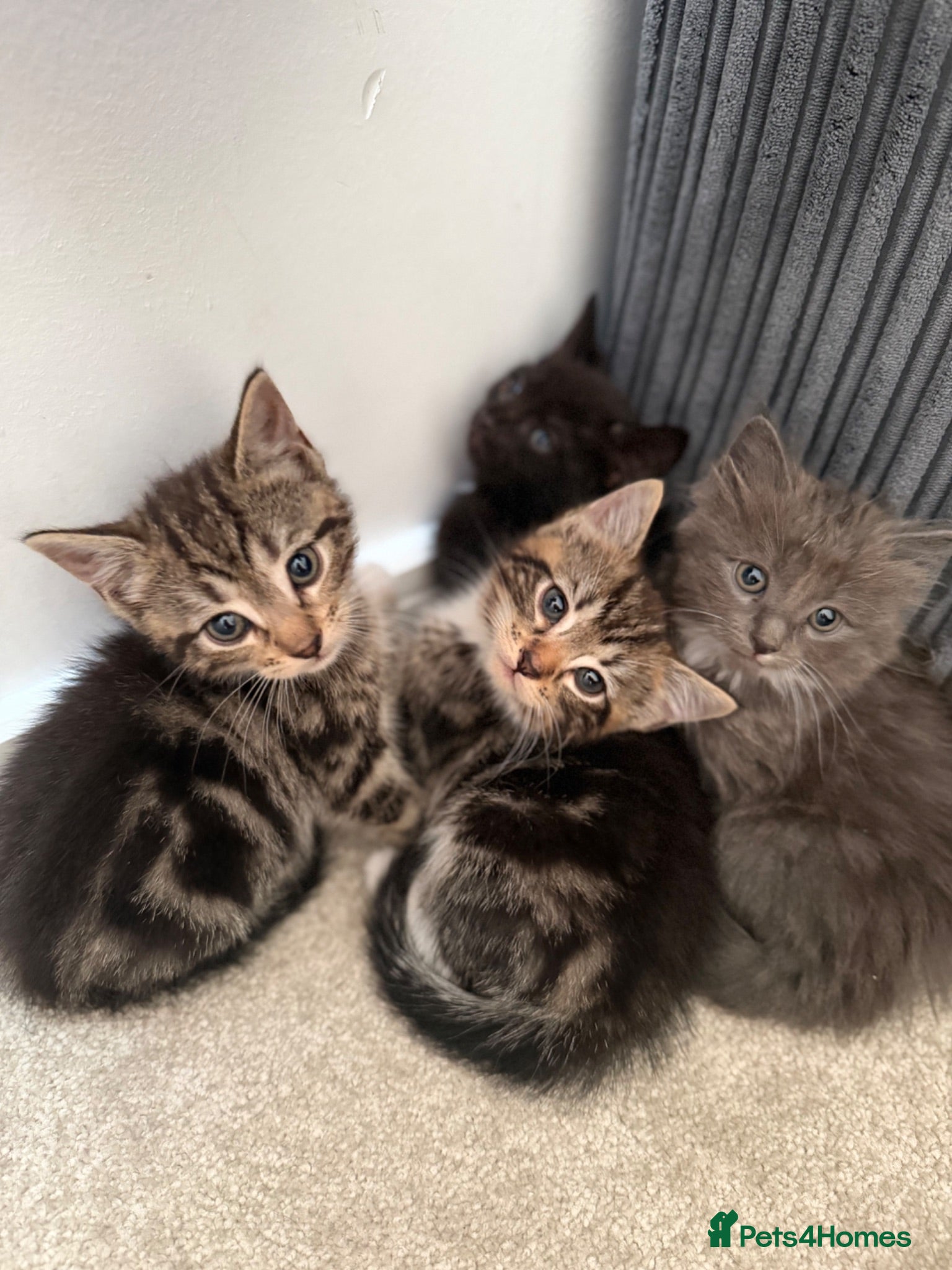 Mixed Breed cats Kittens (ready to go) - Advert 4