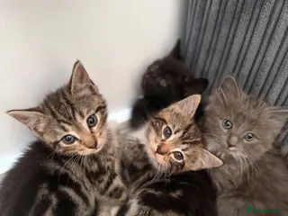Mixed Breed cats Kittens (ready to go) - Advert 4