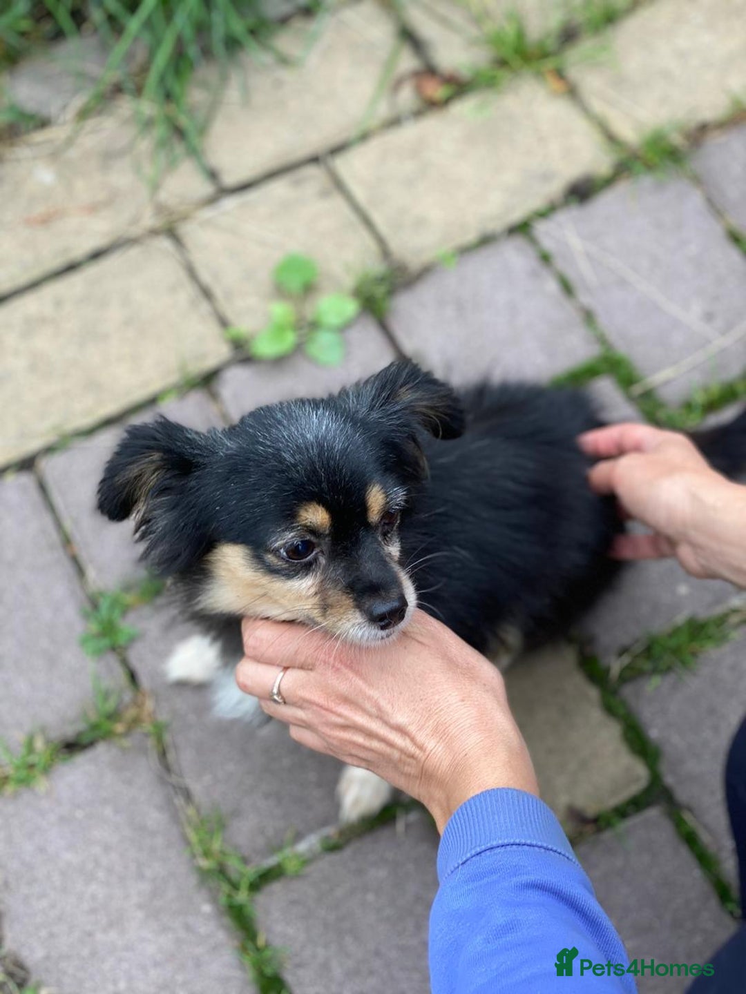 Mixed Breed dogs for adoption: 💖🐶 ELLA 🐶💖 - Image 12