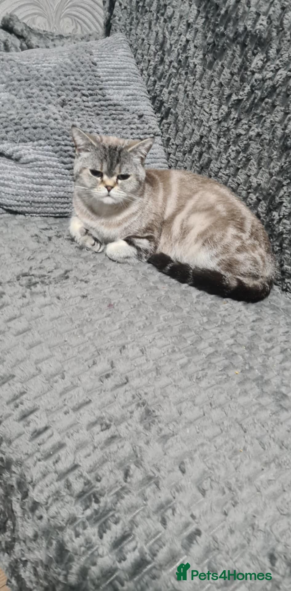 British Shorthair cats Adorable Bristh ShortHair kittens - Advert 1