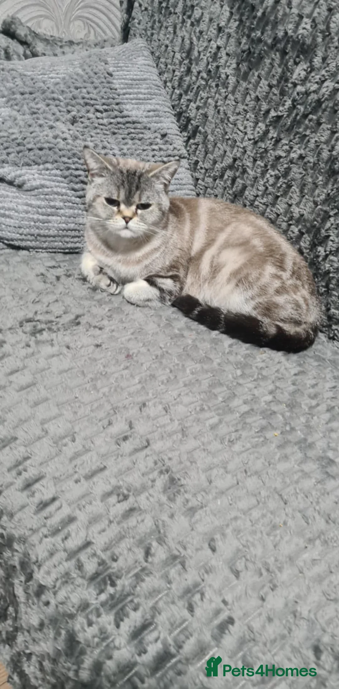British Shorthair cats for sale: Adorable Bristh ShortHair kittens - Advert 1