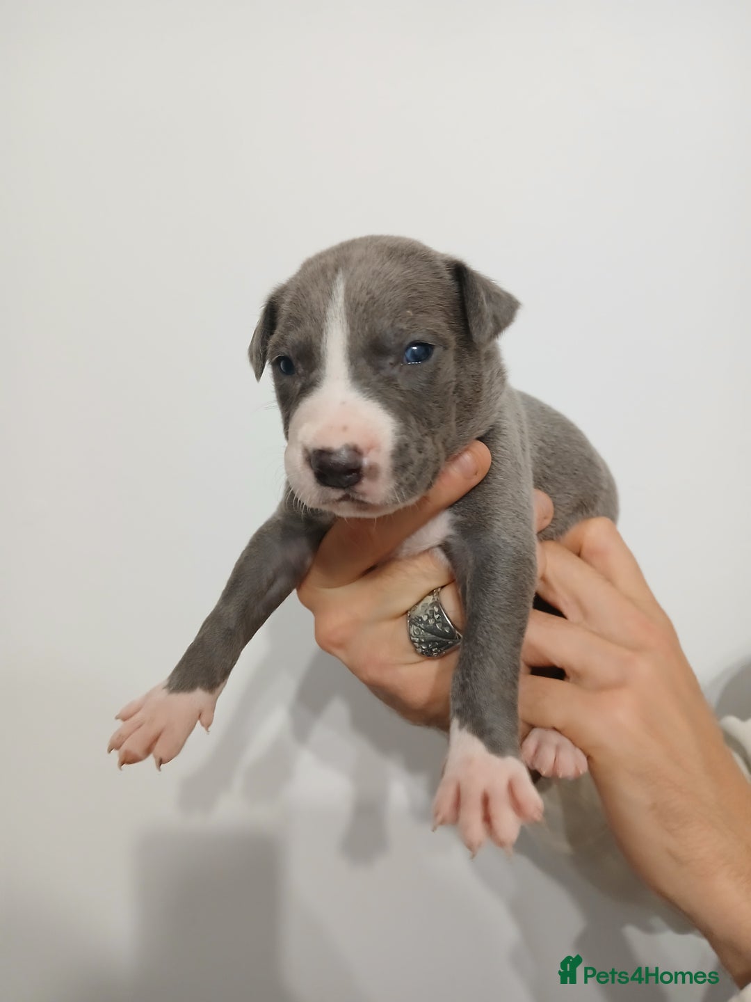 Lurcher dogs for sale: Bull Greyhound - Image 16