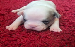 French Bulldog dogs for sale: Kc registered french bulldog puppies - Image 3