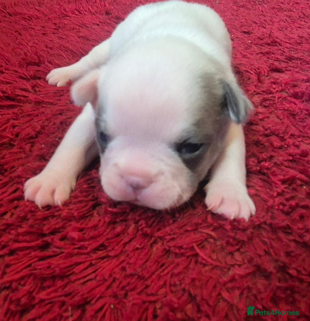 French Bulldog dogs for sale: Kc registered french bulldog puppies - Image 3