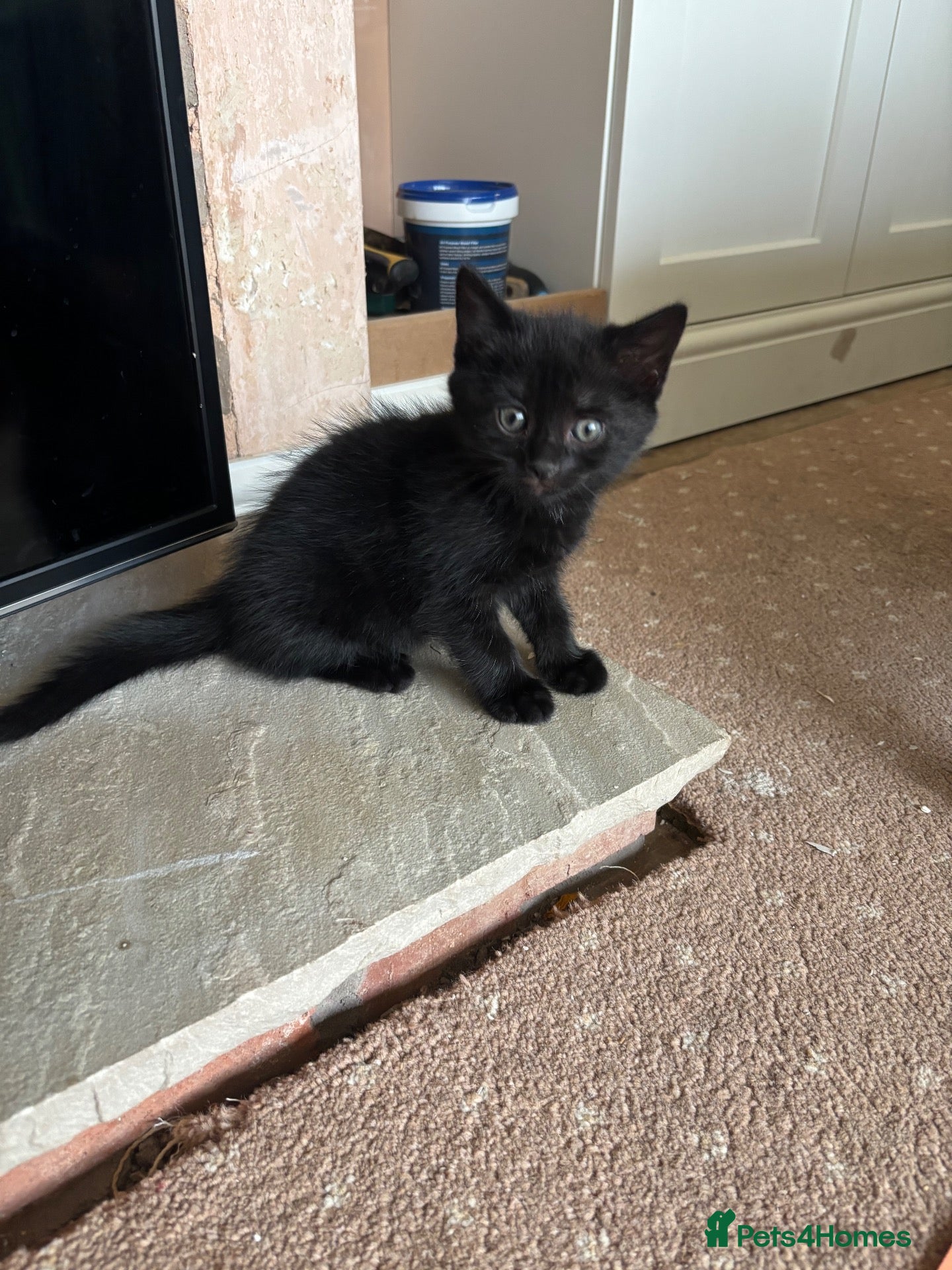 Mixed Breed cats Black kittens - Advert 1