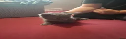 Mixed Breed cats for sale: 1 beautiful grey kitten, 5 lovely black kittens  - Advert 2