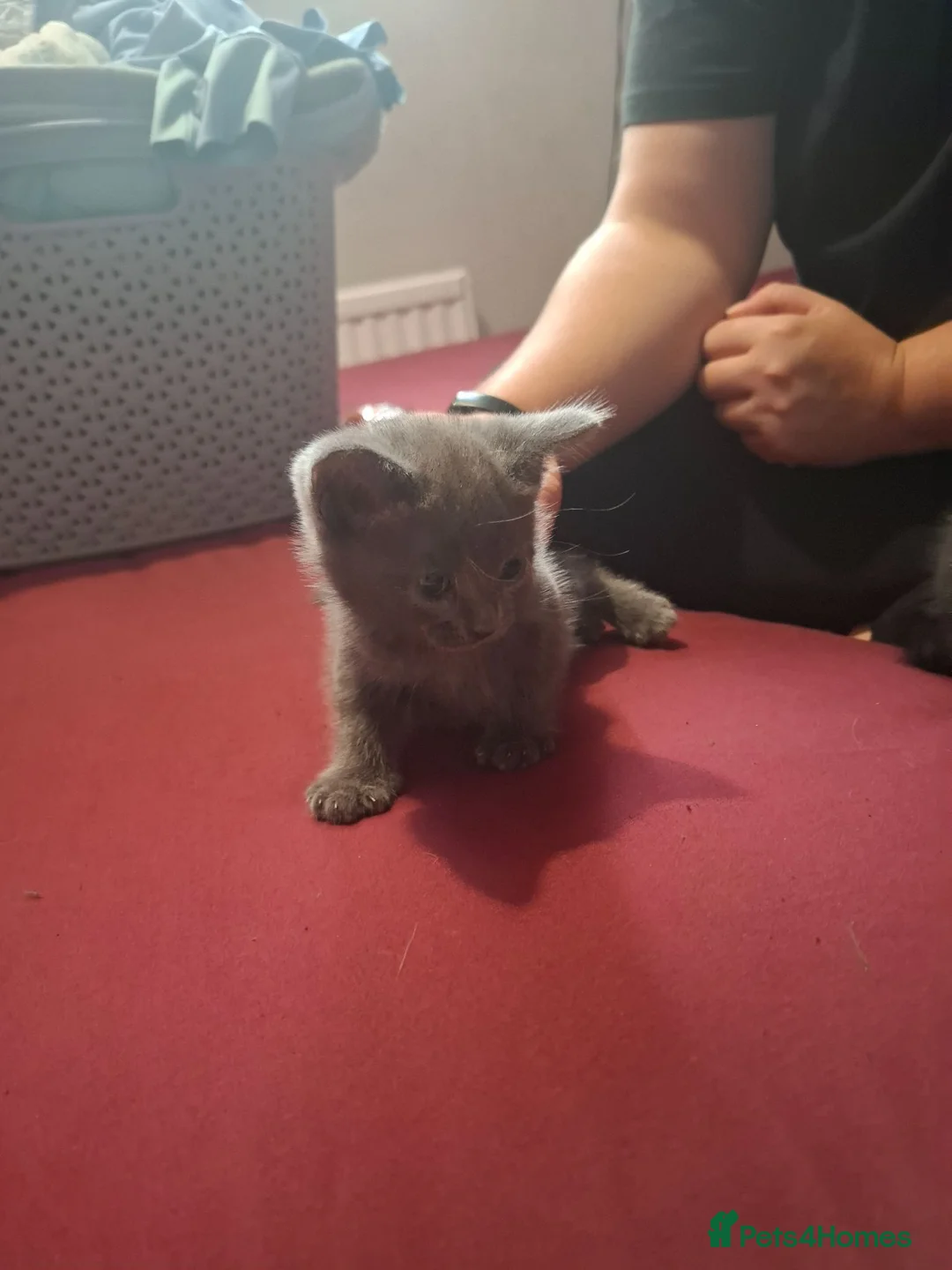 Mixed Breed cats for sale: 1 beautiful grey kitten, 5 lovely black kittens  - Advert 2
