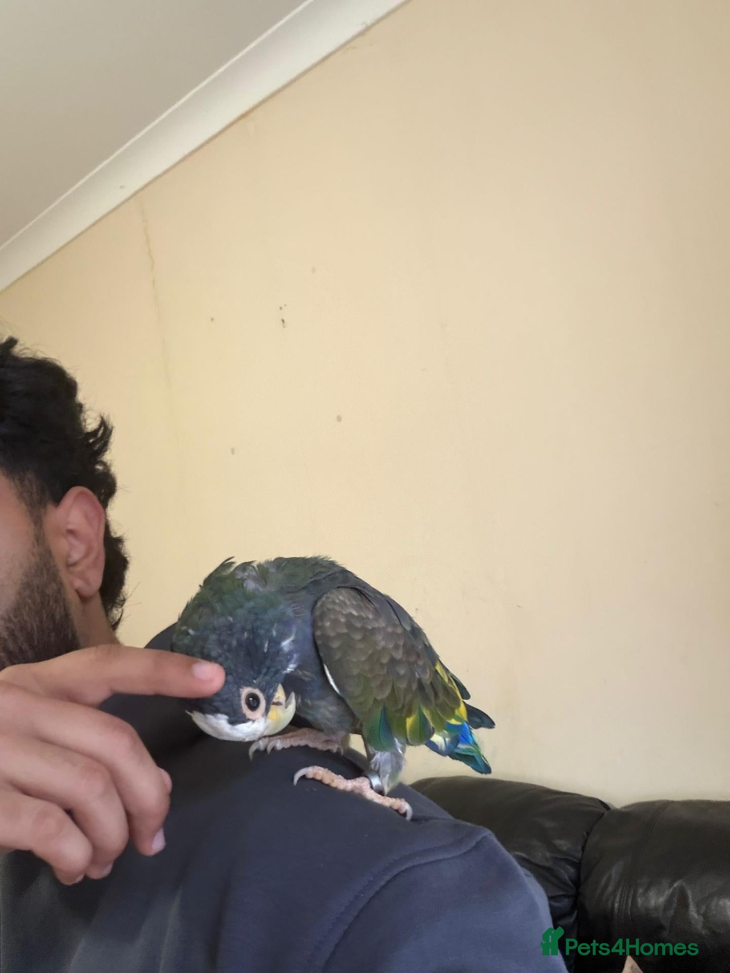 Parrots birds Hand Tammed White Capped Pionus Nith Lutino Genes - Advert 1