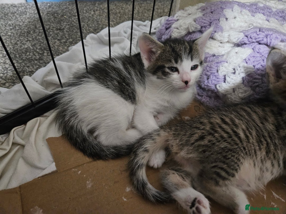Domestic Shorthair cats for sale: Tabby kittens - Image 2