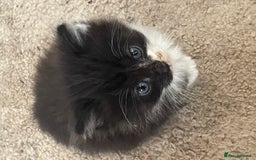 Mixed Breed cats for sale: 4 beautiful boy kittens  - Image 8