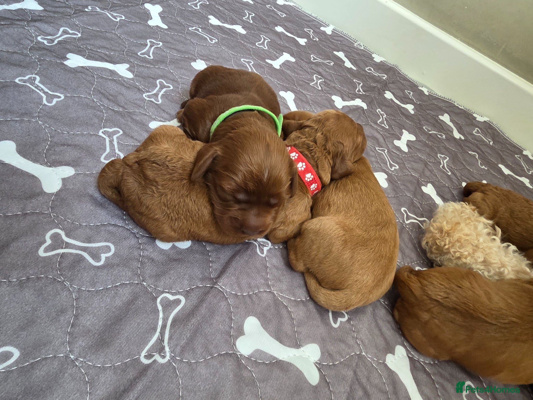 Cockapoo dogs for sale: Cockapoo puppies in Dereham - Advert 4
