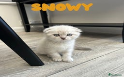 Scottish Fold cats for sale: 🐾 Stunning Scottish Fold Kittens - Ready Soon!🐾 - Image 6