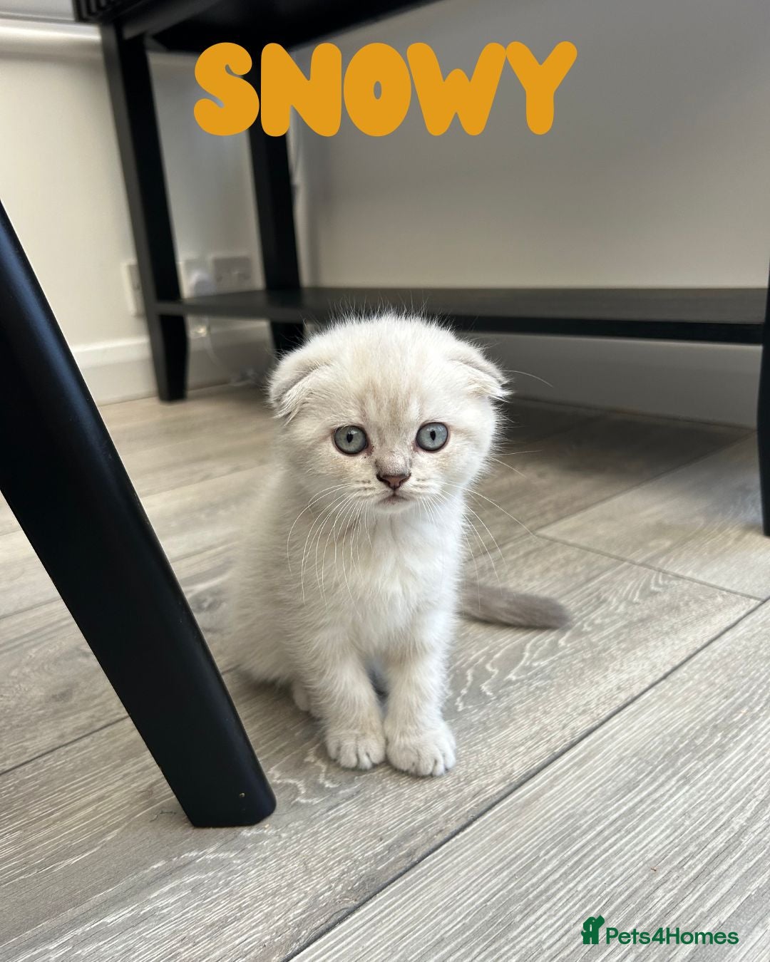 Scottish Fold cats for sale: 🐾 Stunning Scottish Fold Kittens - Ready Soon!🐾 - Image 6