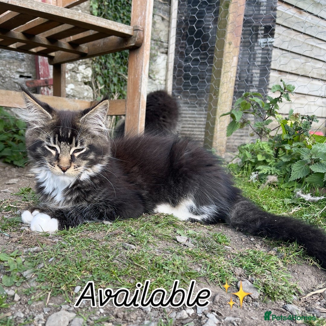 Maine Coon cats for sale: Full pedigree MaineCoon kittens  - Image 15