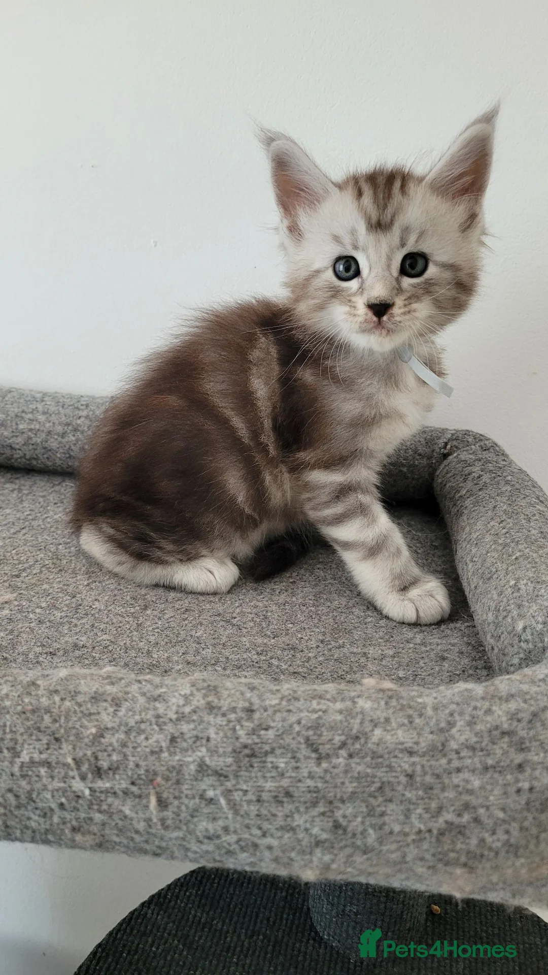Maine Coon cats for sale: Tica registered maine coon kittens  - Advert 25