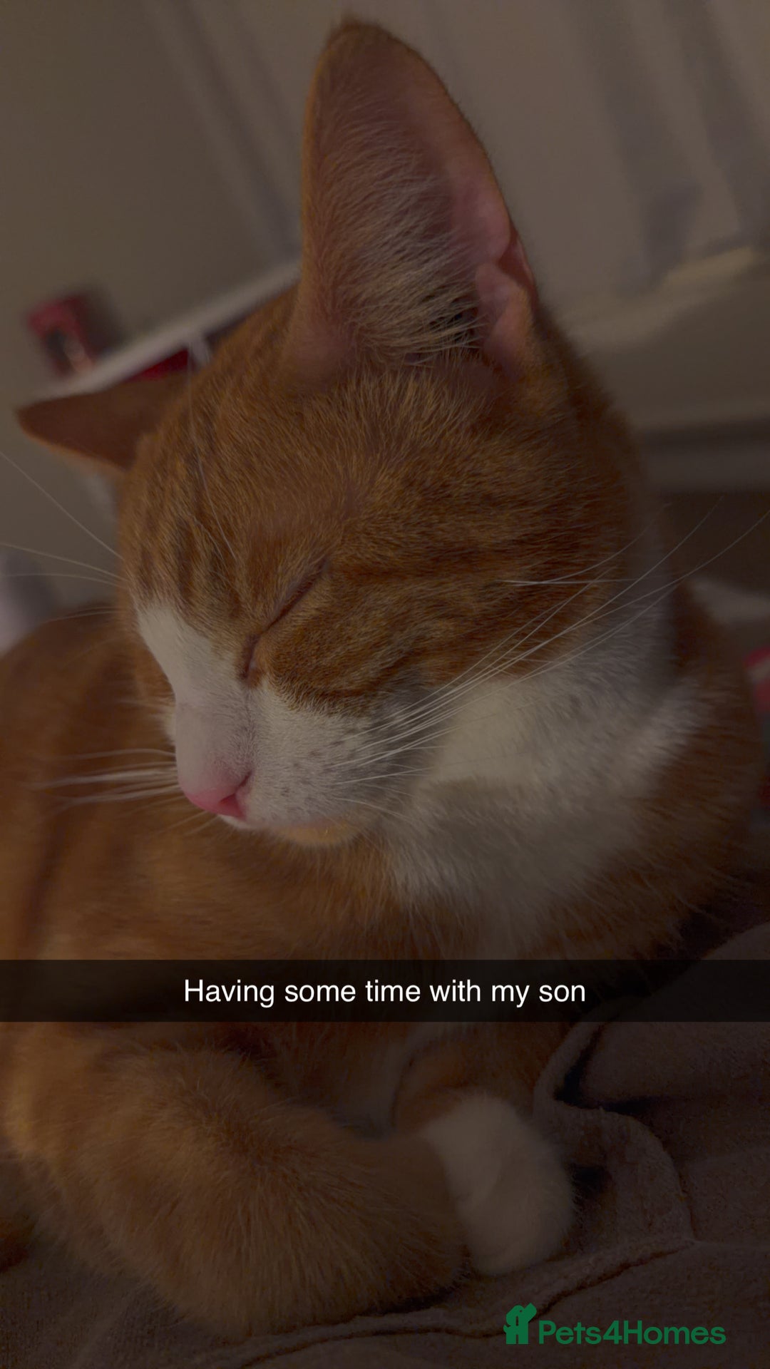 British Shorthair cats for sale: 1 male cat for sale  - Advert 3