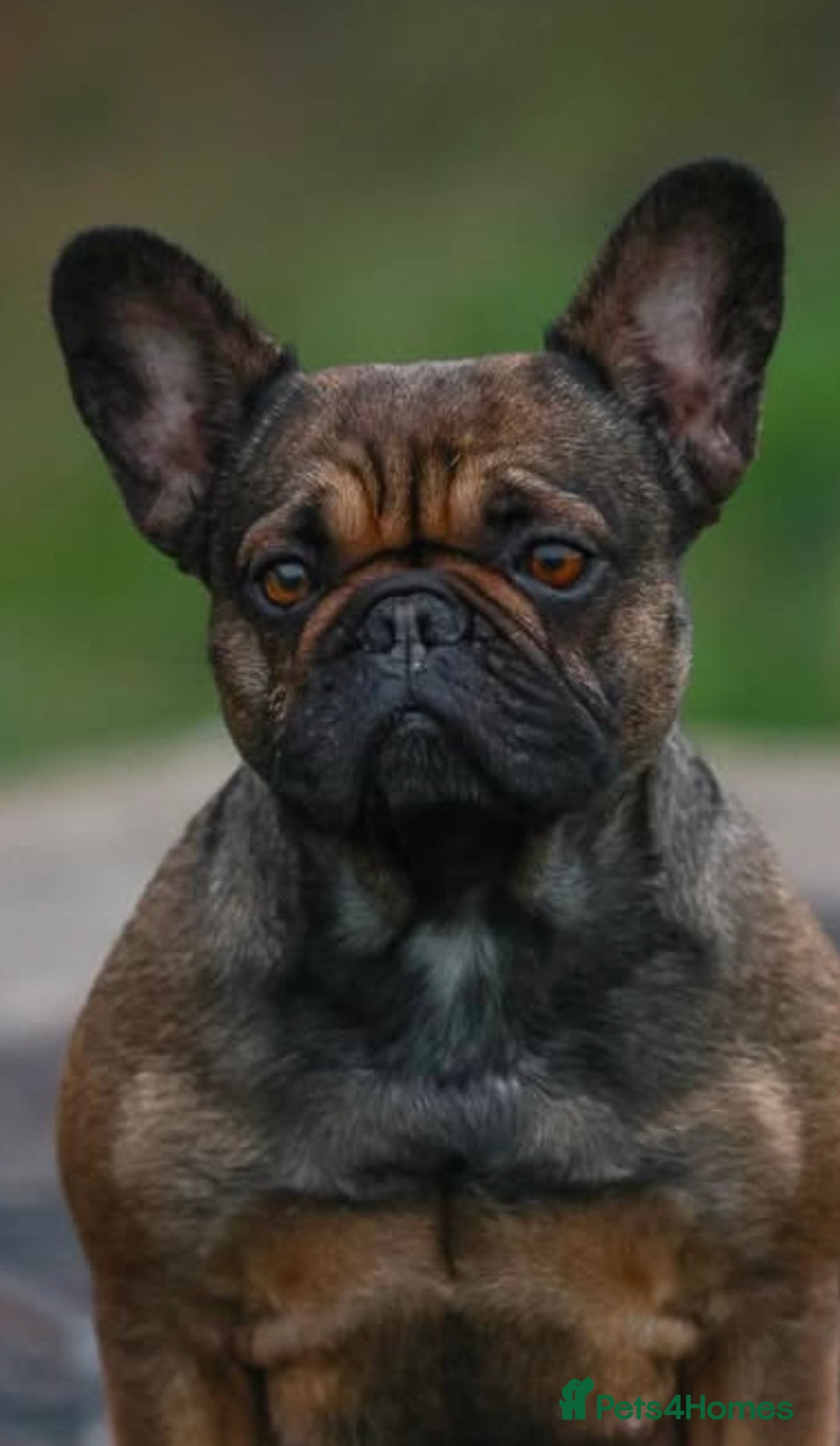 French Bulldog dogs for sale: Gorgeous fluffy frenchie female - Advert 2