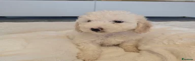 Maltipoo 2