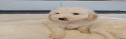 Maltipoo dogs for sale: 🐾 Beautiful Maltipoo Puppies – Home-Raised 🐾 - Advert 15
