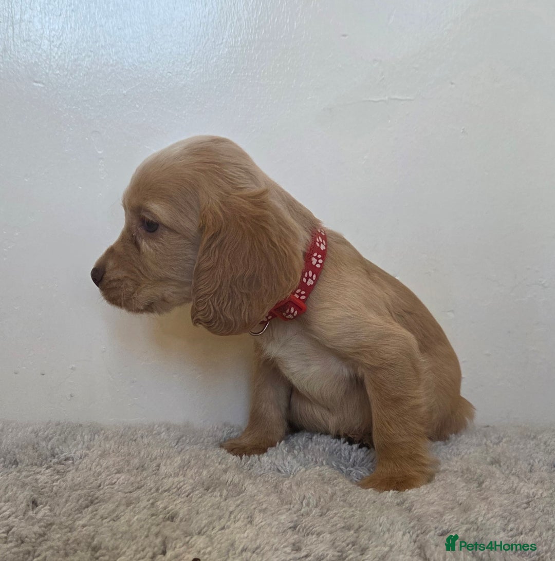 Cocker Spaniel dogs for sale: 6 cocker spaniel pups  - Advert 10