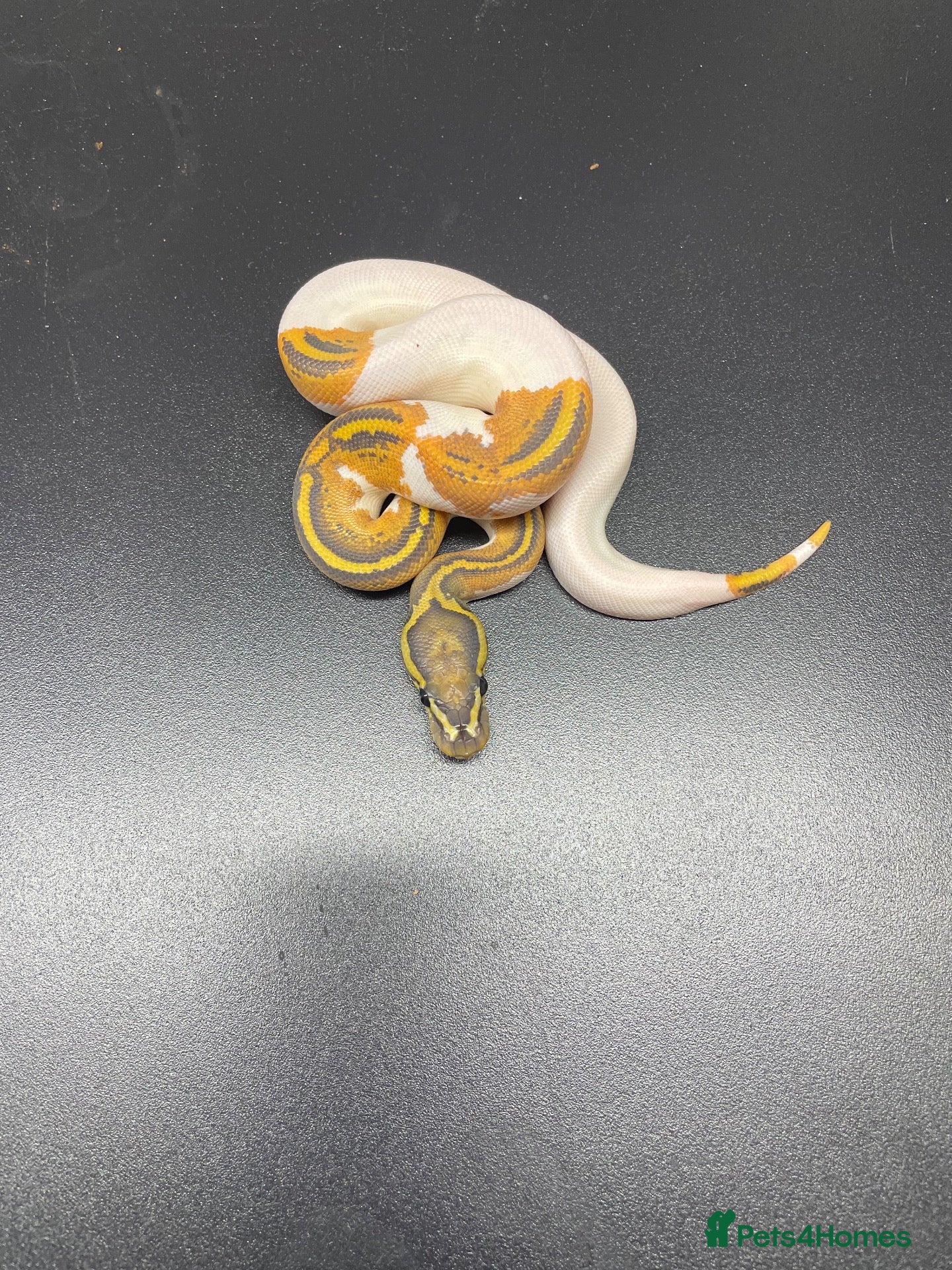 Python Snake reptiles Royal pythons 2026 hatchlings  - Advert 8