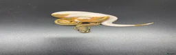 Python Snake reptiles for sale: Hypo pied royal pythons  in Bury Saint Edmunds - Advert 2