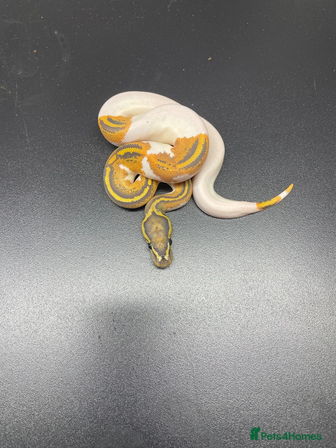 Python Snake reptiles for sale: Hypo pied royal pythons  in Bury Saint Edmunds - Advert 2