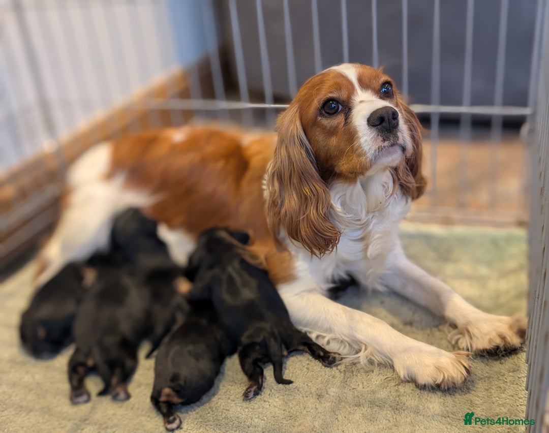 Cavalier King Charles Spaniel dogs for sale: 💖KC Registered Cavalier King Charles Spaniel Pups - Image 12