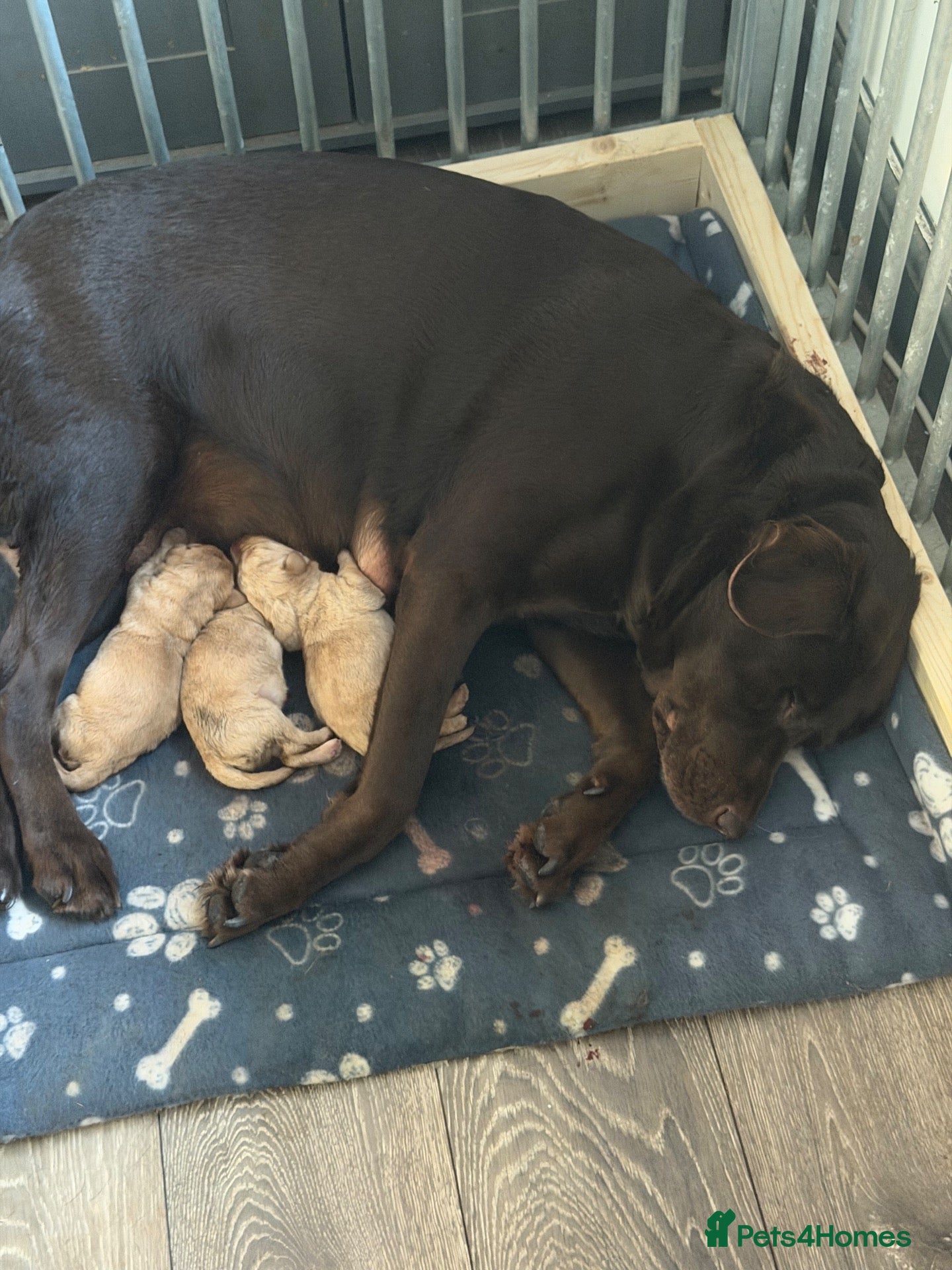 Labrador Retriever dogs 3 Beautiful labrador puppies ❤️ - Advert 2