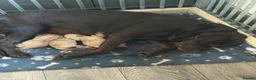 Labrador Retriever dogs for sale: 3 Beautiful labrador puppies ❤️ - Advert 2