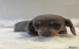 Miniature Dachshund dogs for sale: 2 stunning miniature dachshund puppy’s  - Image 21