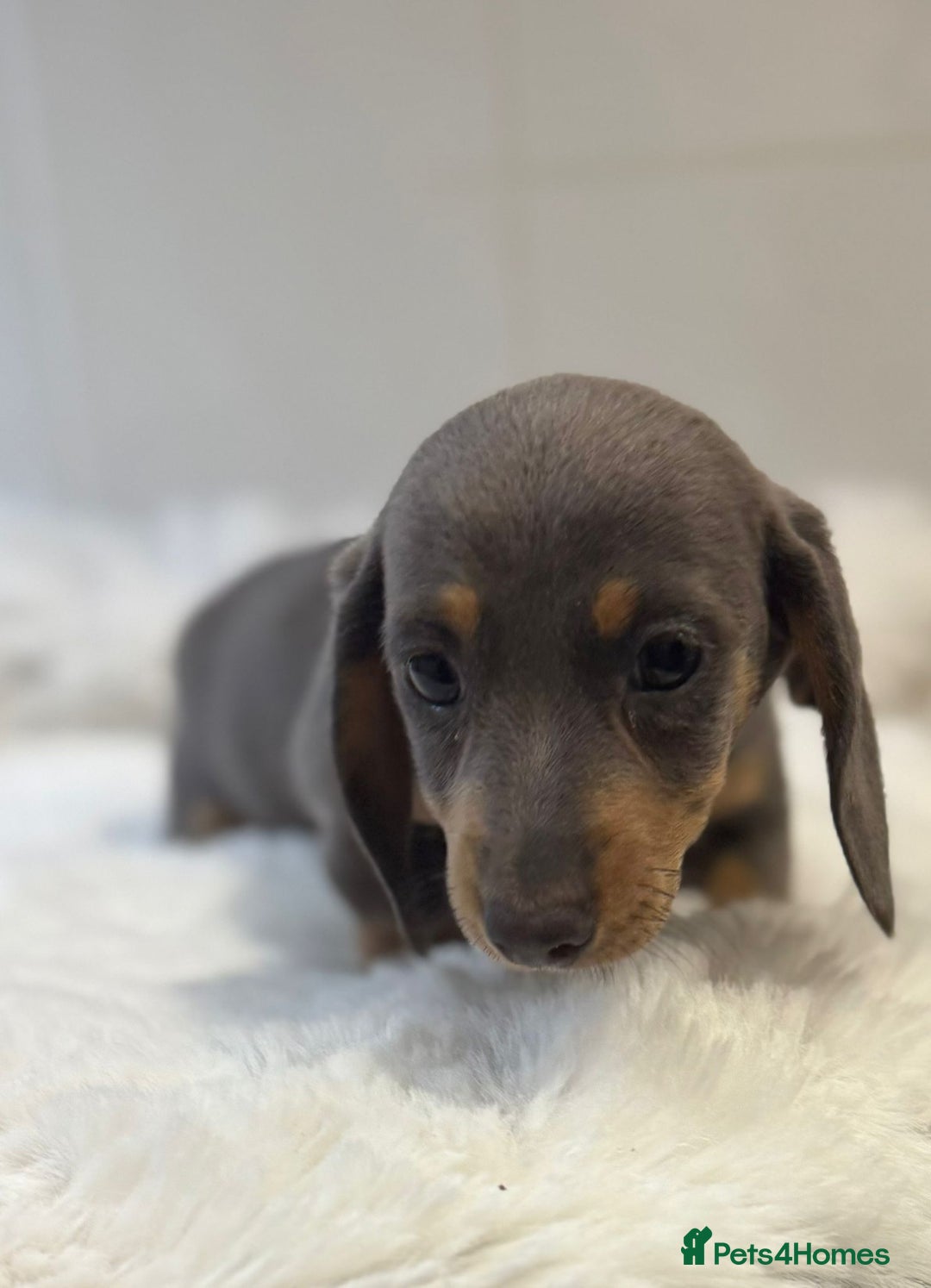 Miniature Dachshund dogs for sale: 2 stunning miniature dachshund puppy’s  - Image 21
