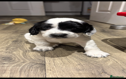 Cocker Spaniel dogs for sale: KC Registered Working Cocker Spaniel puppies - Image 20