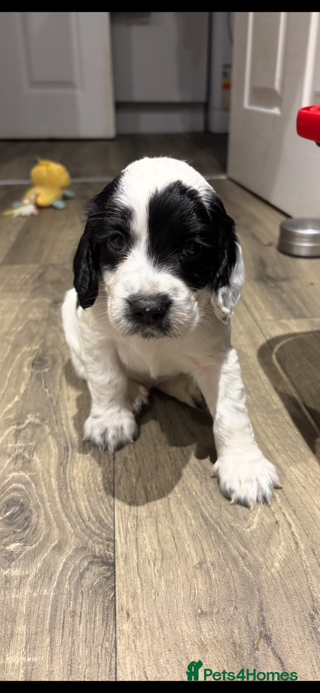 Cocker Spaniel dogs for sale: KC Registered Working Cocker Spaniel puppies - Image 20