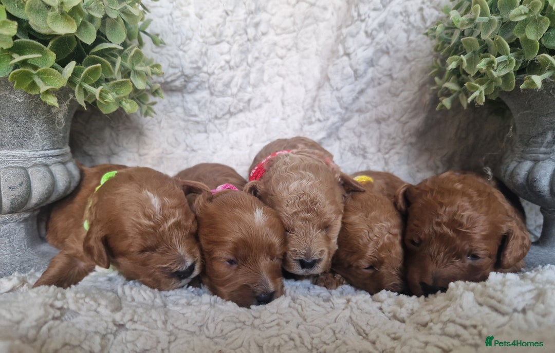Cavapoo dogs for sale: Health tested stunning cavapoos - Advert 4