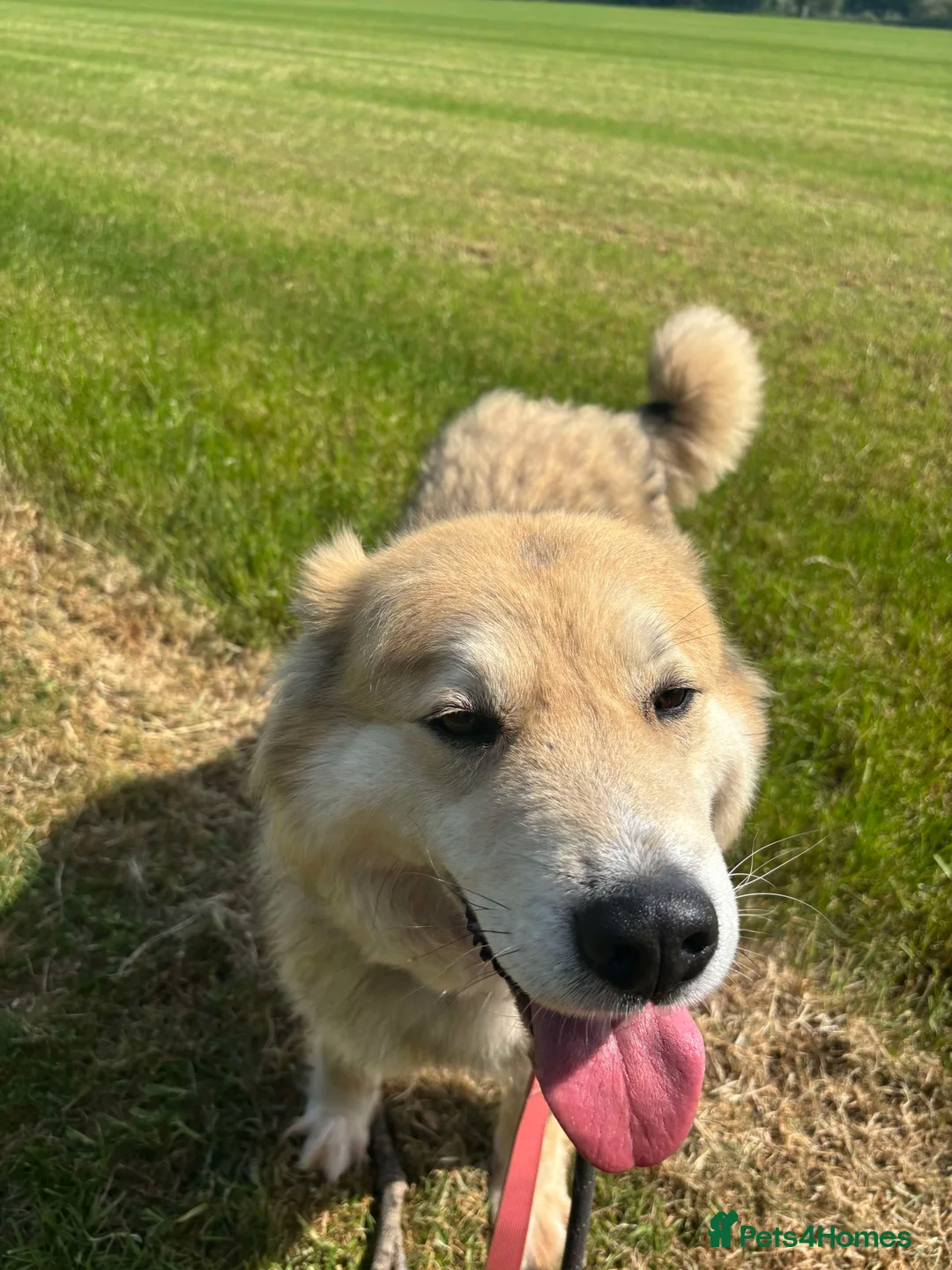 Mixed Breed dogs for adoption: Meet Paddy, currently residing in Cheshire  in Nantwich - Advert 16