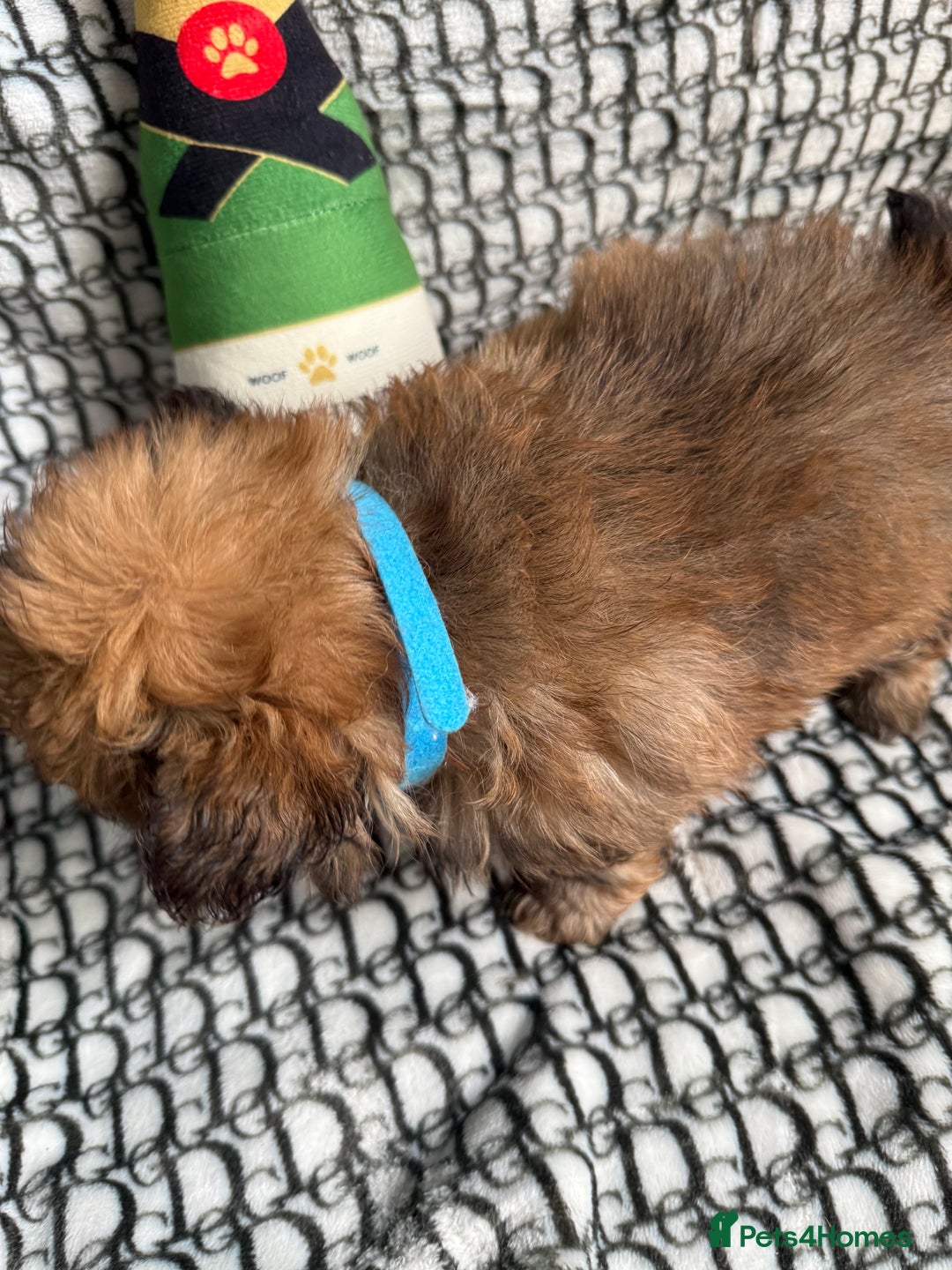 Mixed Breed dogs for sale: RARE  Shipom /pomshi Pomeranian and Shihtzu cross  - Image 8
