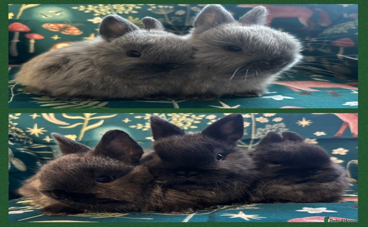 Netherland Dwarf rabbits Show Quality Pure Bred Netherland Dwarfs - Advert 12